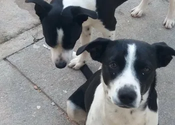 QUER FICAR COM ESSE CACHORRO????