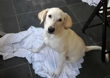 ESSE CACHORRO E SEU?