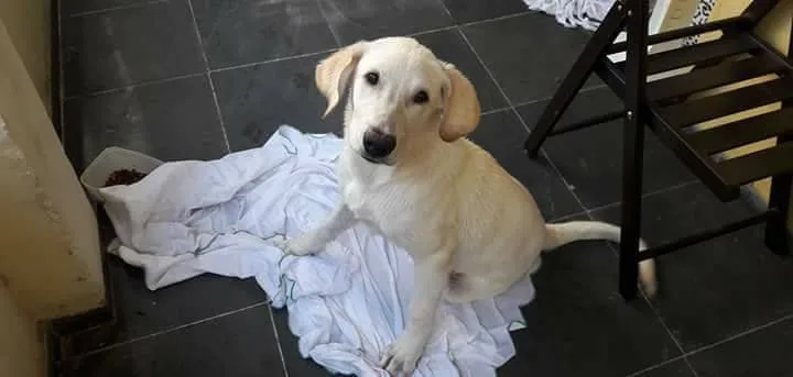 ESSE CACHORRO E SEU?