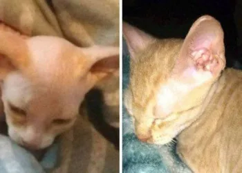 Mulher compra gato de raça careca por R$ 2,4 mil e descobre que era um vira-lata depilado