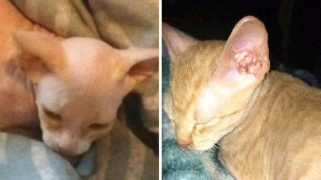 Mulher compra gato de raça careca por R$ 2,4 mil e descobre que era um vira-lata depilado