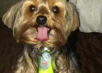 CÃO DESAPARECIDO!!!! A DONA ESTÁ DESESPERADA!!!