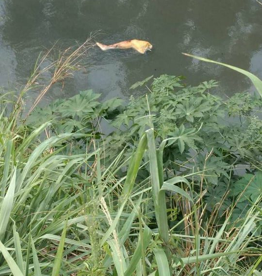 CORPO ENCONTRADO EM CAMPO GRANDE (FOTO)