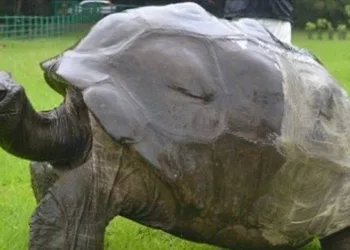 TARTARUGA  MAIS ANTIGA DO MUNDO PODE SER GAY!!! ENTENDA…..