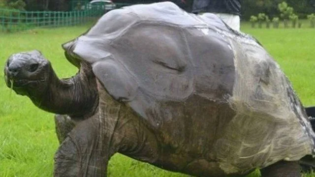 TARTARUGA  MAIS ANTIGA DO MUNDO PODE SER GAY!!! ENTENDA…..