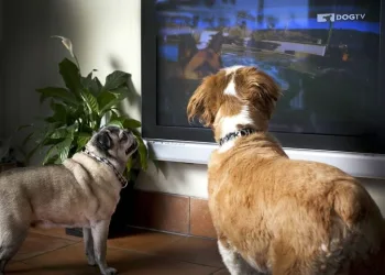 TV PARA CACHORRO! É ISSO MESMO!