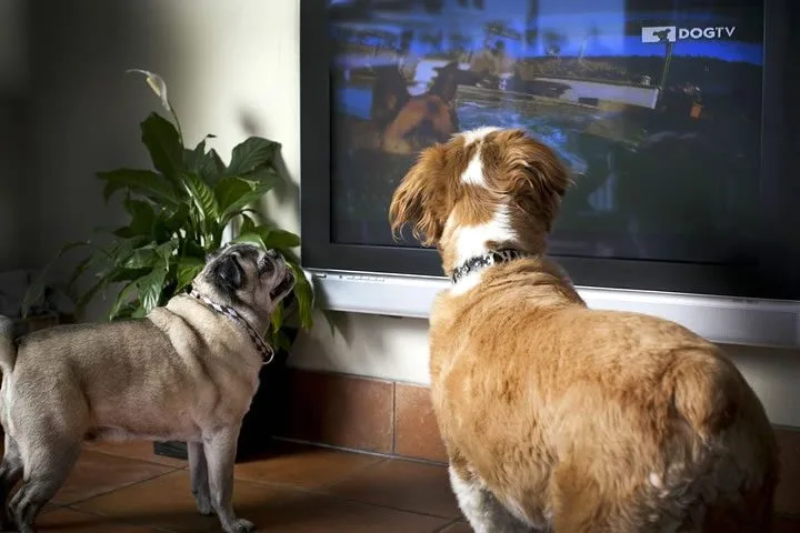 TV PARA CACHORRO! É ISSO MESMO!