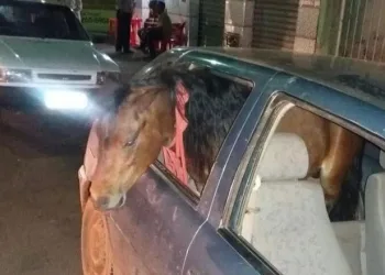 HOMEM É PRESO DIRIGINDO BEBADO E COM PONEI NO CARRO!!!