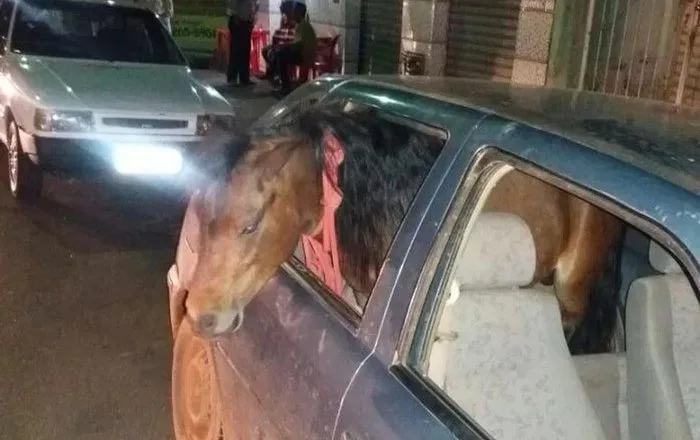 HOMEM É PRESO DIRIGINDO BEBADO E COM PONEI NO CARRO!!!