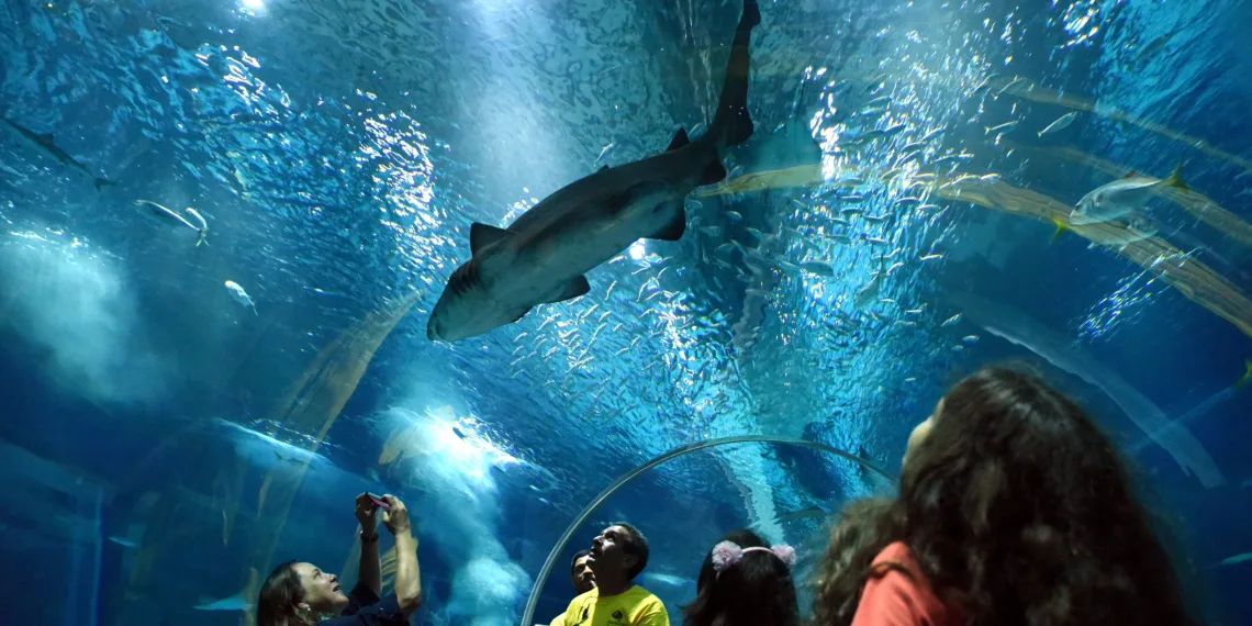 AquaRio comemora 1 ano com recorde de público