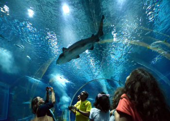 AquaRio comemora 1 ano com recorde de público