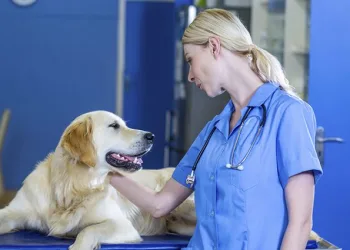 CASTRAÇÃO DE CACHORRO GRATUITA