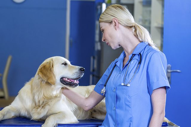 CASTRAÇÃO DE CACHORRO GRATUITA