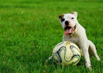 Ter um cão diminui risco de doenças cardiovasculares, diz estudo
