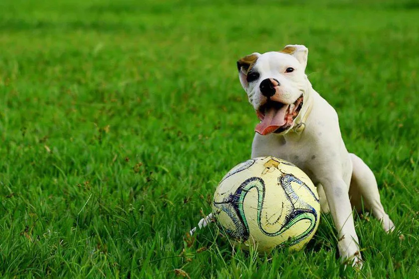Ter um cão diminui risco de doenças cardiovasculares, diz estudo