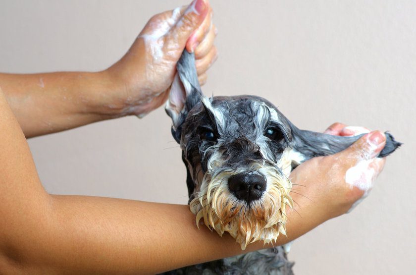 5 CUIDADOS COM O PET NA HORA DO BANHO