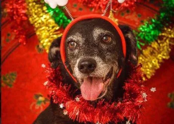 Vem aí o Natal da Fazenda Modelo