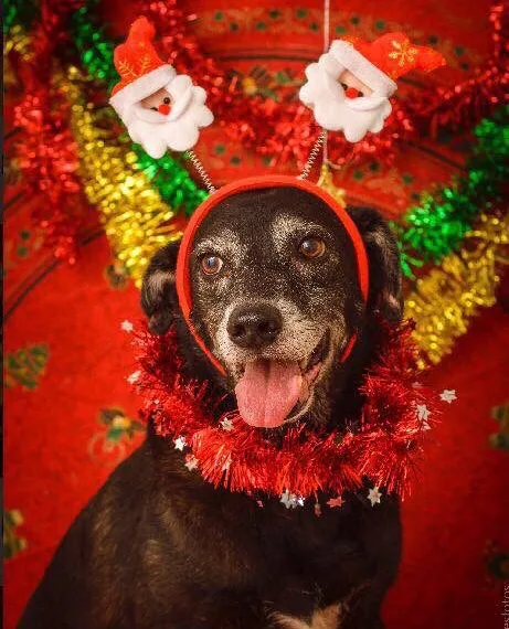 Vem aí o Natal da Fazenda Modelo