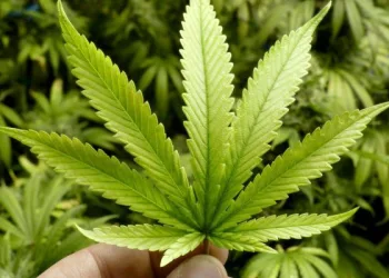 PROPOSTA PARA CULTIVO DE MACONHA MEDICINAL AVANÇA EM COMISSÃO DO SENADO