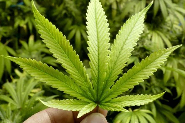 Pesquisa revela: Homens que fumam maconha se sentem atraídos por outros homens