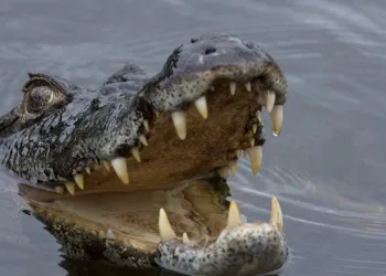 Jovem é preso após invadir zoológico e furtar jacaré