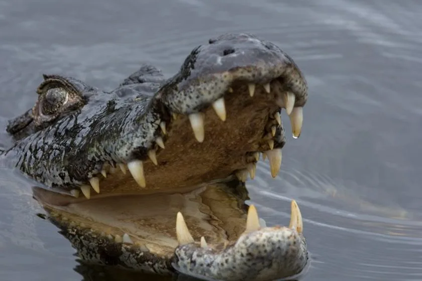 Jovem é preso após invadir zoológico e furtar jacaré