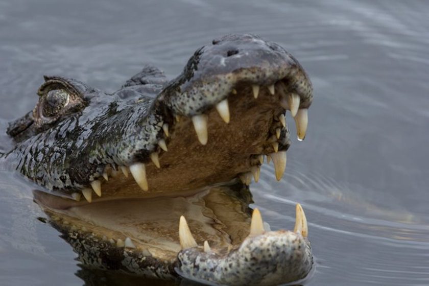 Jovem é preso após invadir zoológico e furtar jacaré