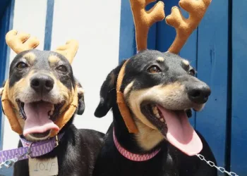 “Cão-rena” poderá ser adotado em shoppings