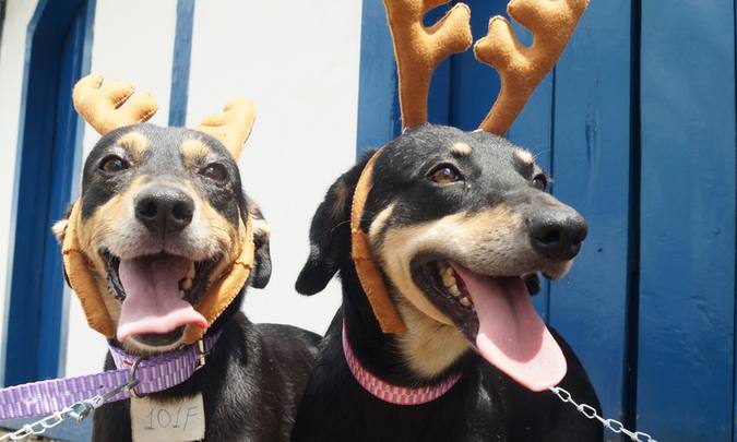 “Cão-rena” poderá ser adotado em shoppings