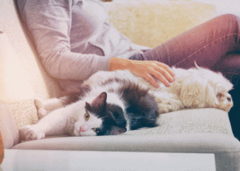 Lei que proíbe testes em animais é sancionada no RJ