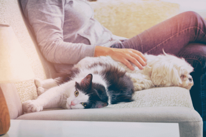 Lei que proíbe testes em animais é sancionada no RJ