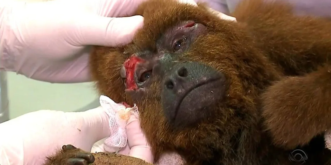 MACACOS NÃO TRANSMITEM FEBRE AMARELA!!!! FIQUE SABENDO!!!