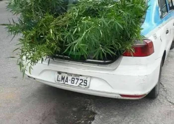 POLICIA APREENDE PÉS DE MACONHA EM CAMPO GRANDE!!!!( FOTOS)