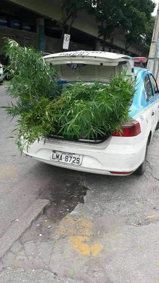 POLICIA APREENDE PÉS DE MACONHA EM CAMPO GRANDE!!!!( FOTOS)