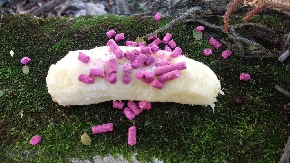 Bananas envenenadas são encontradas em Valença, e prefeitura faz campanha contra ataques a macacos