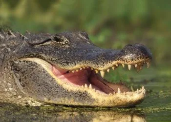 JACARÉ É ENCONTRADO EM GUARATIBA!!!!