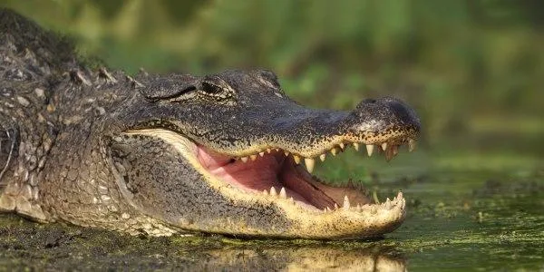 JACARÉ É ENCONTRADO EM GUARATIBA!!!!