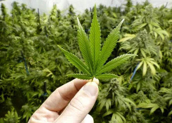Lubrificante brasileiro Xapa-Xana, à base de maconha, está à venda