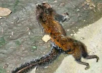 MICO É ACHADO MORTO SEM SINAIS DE FERIMENTOS EM CAMPO GRANDE!!
