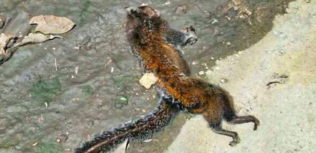 MICO É ACHADO MORTO SEM SINAIS DE FERIMENTOS EM CAMPO GRANDE!!