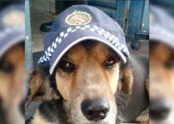 Mascote da PM morre e causa comoção!!!