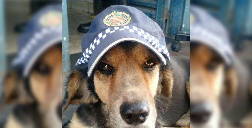 Mascote da PM morre e causa comoção!!!