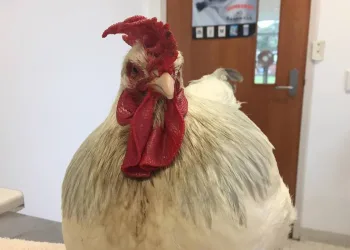 Galinha vira galo, mas passa por cirurgia para voltar a ser fêmea