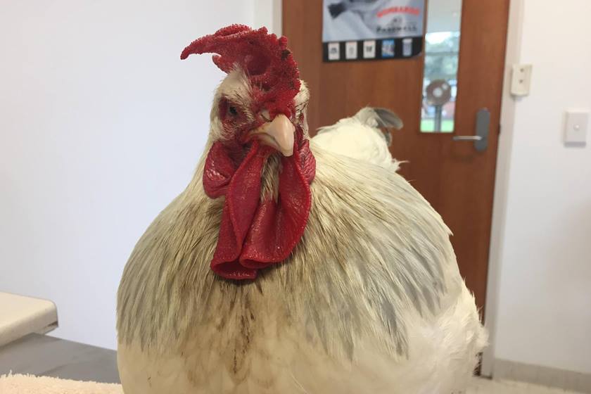 Galinha vira galo, mas passa por cirurgia para voltar a ser fêmea
