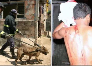 JUIZ MANDA SACRIFICAR PITBULL APÓS ATACAR LADRÃO QUE INVADIU CASA PARA ROUBAR