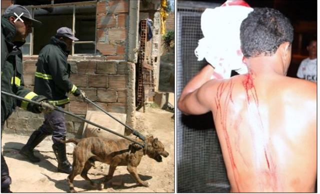 JUIZ MANDA SACRIFICAR PITBULL APÓS ATACAR LADRÃO QUE INVADIU CASA PARA ROUBAR