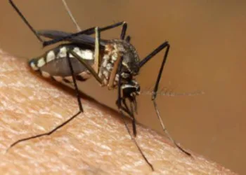 ATENÇÃO!!! SURTO DE CHIKUNGUNYA EM CAMPO GRANDE!!! ALERTA!!