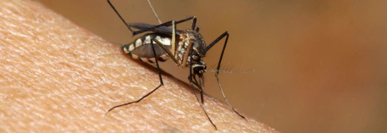 ATENÇÃO!!! SURTO DE CHIKUNGUNYA EM CAMPO GRANDE!!! ALERTA!!