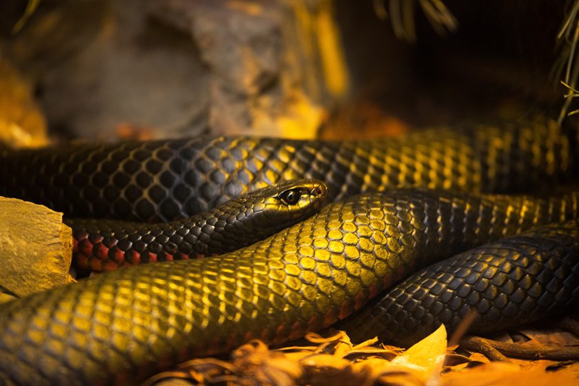 E SE VOCÊ ENCONTRASSE UMA COBRA NOS BRINQUEDOS DE SUA FILHA? (VIDEO)