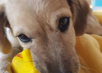 ALGUEM VIU ESSE CACHORRO?? RECOMPENSA R$100.00